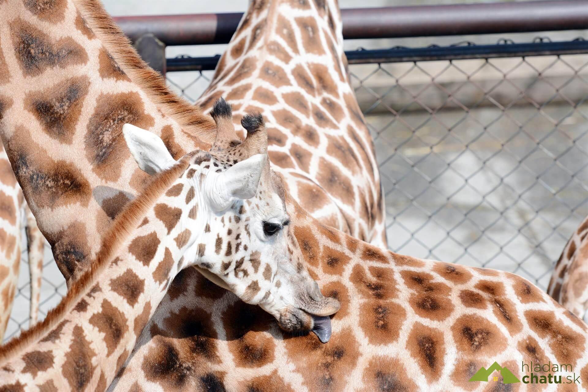 Olomouc ZOO.jpg