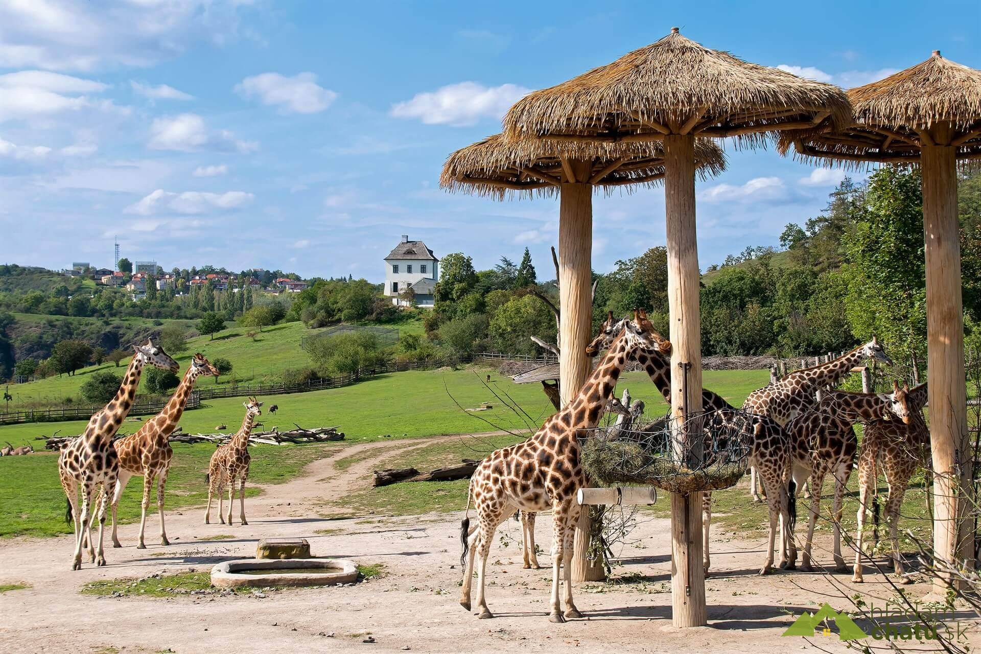 Zoologická zahrada Praha.jpg