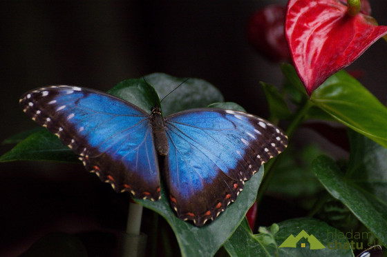 Papilonia - motýlí dům.jpg
